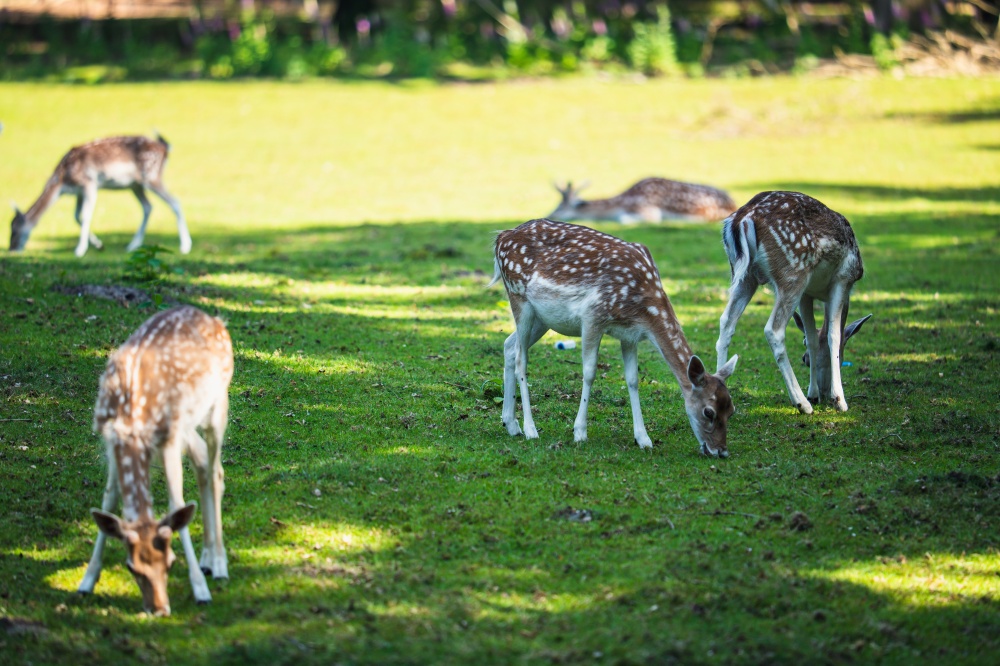 herten in het hertenkamp